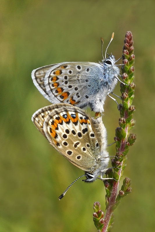 Mating silver-studded blues.jpg